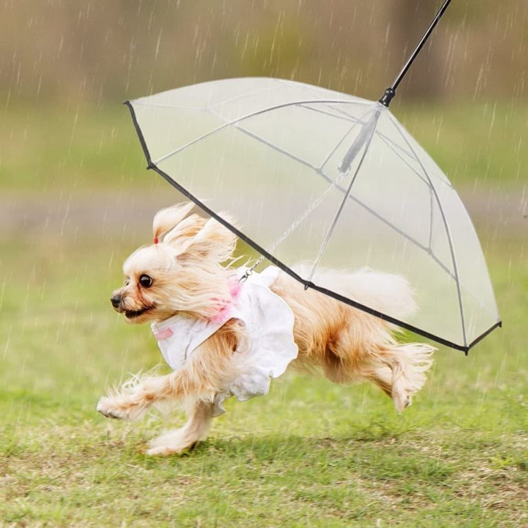 Ultimate Rain Protection: Transparent Pet Umbrella for Dogs